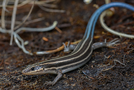 Five-lined skink (Photo by Will Brown, CC-BY)