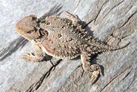 Grand iguane à petites cornes  (Photo de Alan Schmierer)