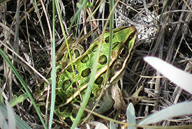 Northern leopard frog (Photo by Sarah Ludlow/NCC)
