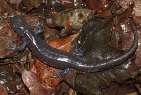Jefferson complex mole salamander (Photo by Mary Gartshore)