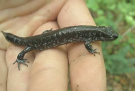 Jefferson Salamander (Photo by Bernt Solymar)