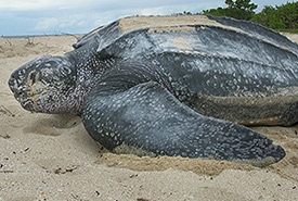 Leatherback sea turtle (Photo by USFWS)