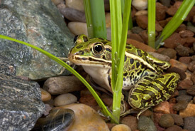 Northern leopard frog