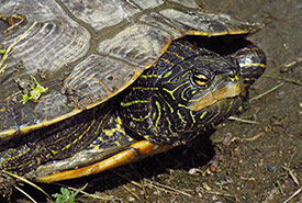 Northern map turtle (Photo by Gordon E. Robertson)
