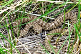 A prairie rattlesnake neonate - note the triangular shaped head and yellowish-green colouration.(Photo by Wonnita Andrus/NCC staff)