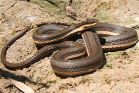 Queen snake (Photo by Joe Crowley)