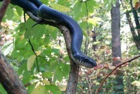 Gray ratsnake (Photo by Jessica Ferguson)