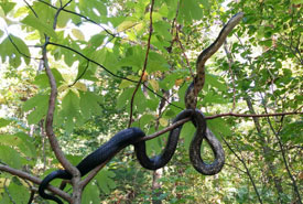 Gray ratsnake (Photo by Jessica Ferguson)