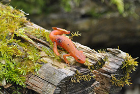 Red eft in Happy Valley Forest (Photo by NCC)