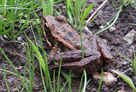 Red-legged frog at Chase Woods Nature Preserve (Photo by Ren Ferguson)