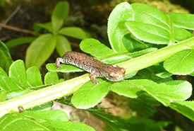 Salamandre à quatre orteils (Photo de Nicolas Wampach, Ministère des Transports du Québec)