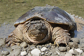 Snapping turtle (Photo by Ontley)