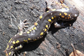 Spotted Salamander (Photo by Bernt Solymar)