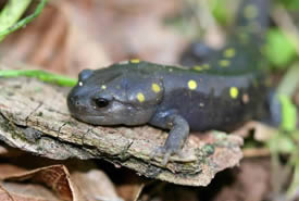 Spotted salamander (Photo by Bill Hubick)