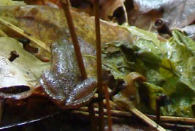 Spring Peeper (Photo by NCC)