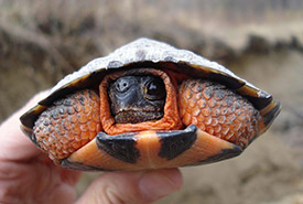 Wood turtle (Photo by Caroline Daguet/Appalachian Corridor)