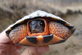 Tortue des bois (Photo de Caroline Daguet/Corridor appalachien)