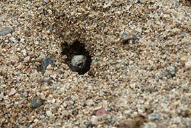 Baby wood turtle in nest, Mauricie, QC (Photo by André Lortie)