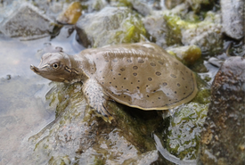 Release of a spiny softshell turtle (Zoo by Granby)