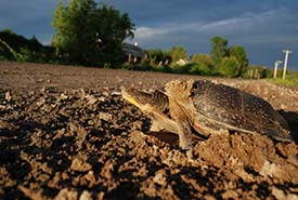 Blanding's turtle (Photo by Simon Pelletier)