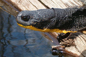 Tortue mouchetée (Photo de CNC)