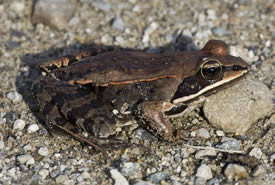 Wood frog (Photo by Bernt Solymar)