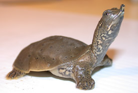 Baby spiny softshell turtle (Photo by Lyne Bouthillier/MRNF)