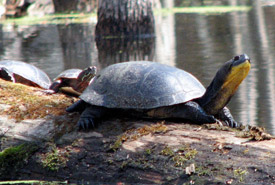 Tortue mouchetée (Photo de CNC)