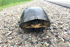 Blanding's turtle (Photo by NCC) 