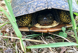 Blanding's turtle (Photo by NCC)