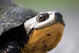 Tortue mouchetée (photo de Gabrielle Fortin)