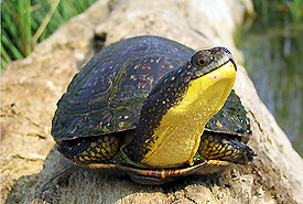 Blanding's turtle, Frontenac Arch Natural Area, Ontario (Photo by Ryan M. Bolton)