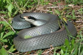 Blue racer (Photo by Joe Crowley)