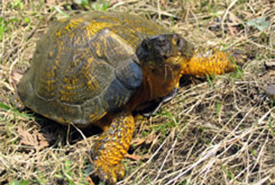 Curious wood turtle (Photo by Ryan M. Bolton)