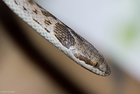 Although the desert nightsnake is not a danger to humans, it is still mildly venomous. (Photo by Ken-ichi Ueda CC BY-NC)