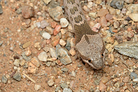 The Committee on the Status of Endangered Wildlife in Canada has classified the desert nightsnake as endangered. (Photo by Robby Deans CC BY-NC)