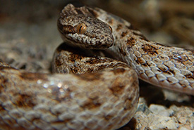 Desert nightsnake (Photo by W. Mason CC BY-NC)