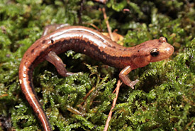 Salamandre sombre des montagnes (photo de Frédérick Lelièvre, gouvernement du Québec)