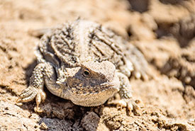 Eastern short-horned lizard (Photo by Leta Pezderic/NCC staff)