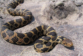 Eastern foxsnake (Photo by Ryan M. Bolton)