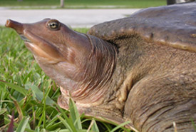Eastern spiny softshell turtle (Photo by Kim Pardi)