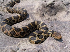 Eastern fox snake (Photo by Ryan M. Bolton)