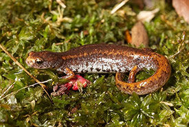 Four-toed salamander (Photo by Brian Gratwicke)