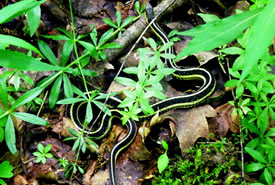 Common gartersnake (Photo by NCC)