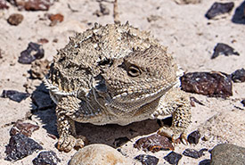 Greater short-horned lizard. (Photo by Leta Pezderic/NCC staff)