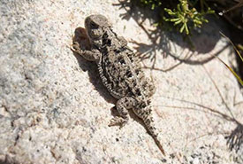 Greater short-horned lizard (Photo by Kevin McRae, CC BY-NC 4.0)