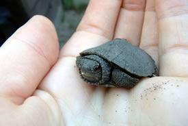 Hatchling map turtle (Photo by NCC)