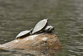 Map turtles on a log. Photo by Jennifer Haughton