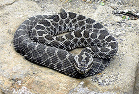 Massasauga rattlesnake (Photo by Tim Vickers)