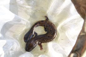 One of the mudpuppies found during the survey (Photo by NCC)
